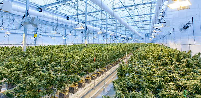 cannabis industry